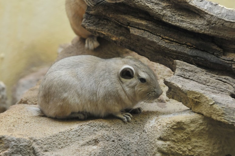 Ena najbolj zanimivih lastnosti gundijev je, da sploh ne pijejo vode. Fotografija je simbolična. 