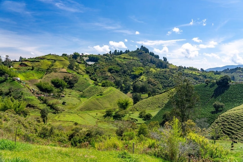 Kolumbija prideluje eno najbolj cenjenih sort kave na svetu.