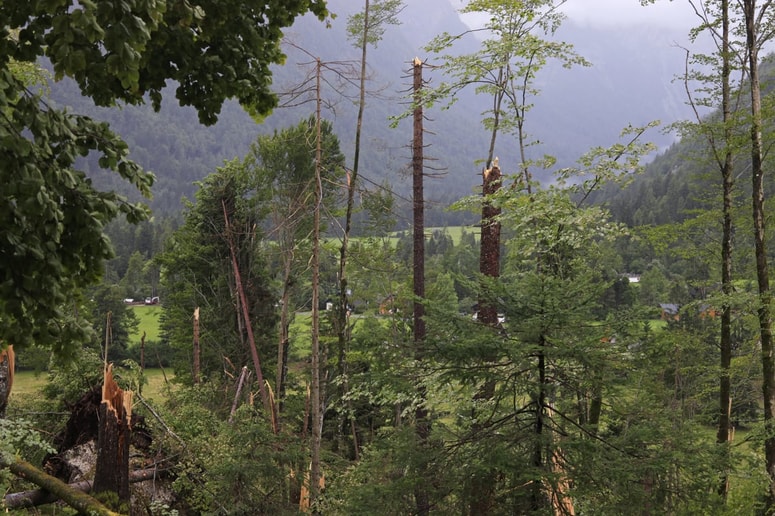 Glavna fotografija članka:Napoved močnega vetra v Mariboru: Velika nevarnost vetroloma, občanom odsvetujejo zadrževanje v parkih in gozdovih