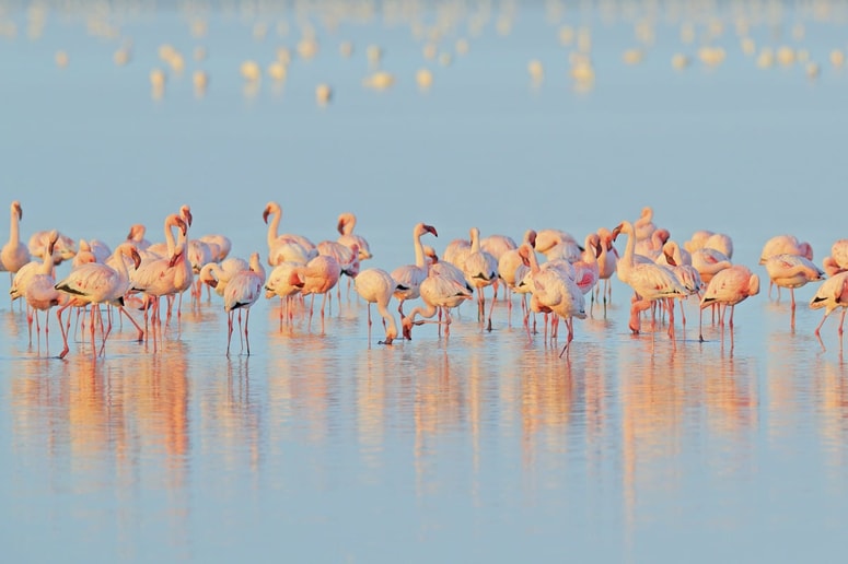 Plamenci se v našem delu svetu počutijo vse bolj domače. 