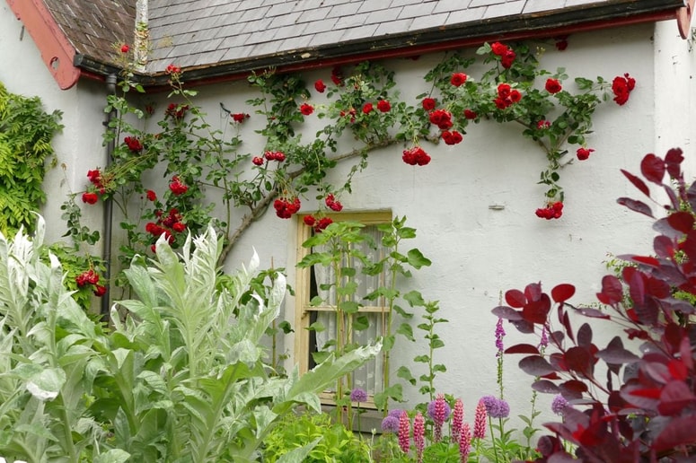 Popenjave sorte vrtnic so s svojo višino nekoliko distancirane od vrta, a še vedno prija lepa in cvetoča podlaga pod njimi. 