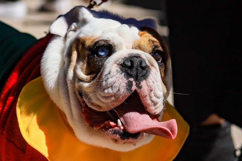 Raziskave kažejo, da skoraj polovica psov trpi za zmerno do hudo obliko tesnobe. Fotografija je simbolična. 