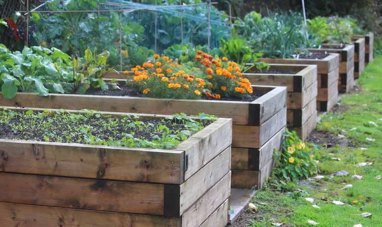 Glavna fotografija članka:Zasadimo visoke grede