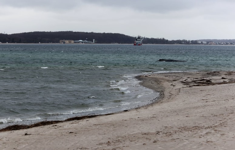 Znanstveniki kitu niso mogli namestiti oddajnika, ker njegova koža ni bila v dobrem stanju, kar je posledica relativno nizke slanosti Baltskega morja.