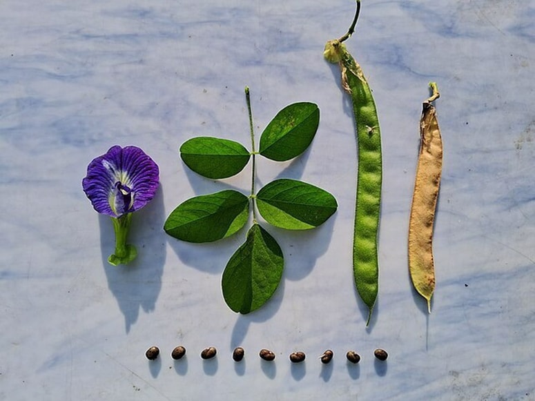 Uporaba delov metuljastega graha je v Aziji široko razširjena v kulinariki, v Sloveniji so cvetovi dobili rdečo luč. 