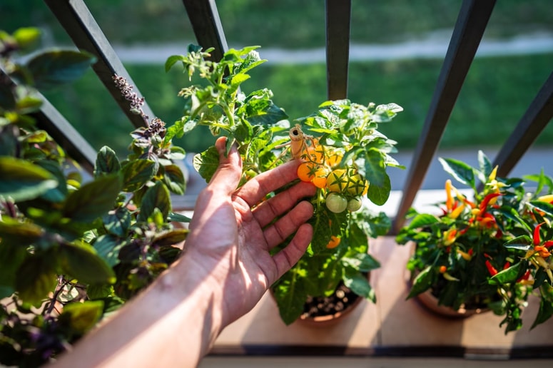 Glavna fotografija članka:Nezahtevne vrste zelenjave za prigrizke