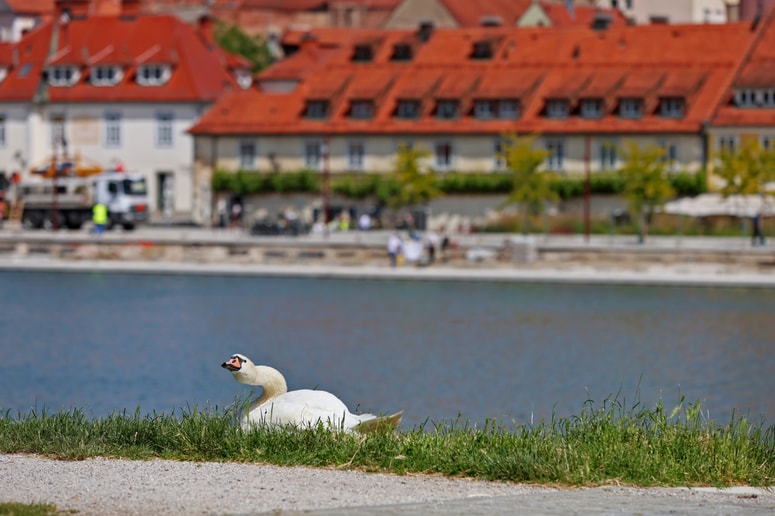Labod je simbol mesta in zaščitena ptica, a vsake toliko časa poročamo o sumljivih smrtih. Je krivec človek?