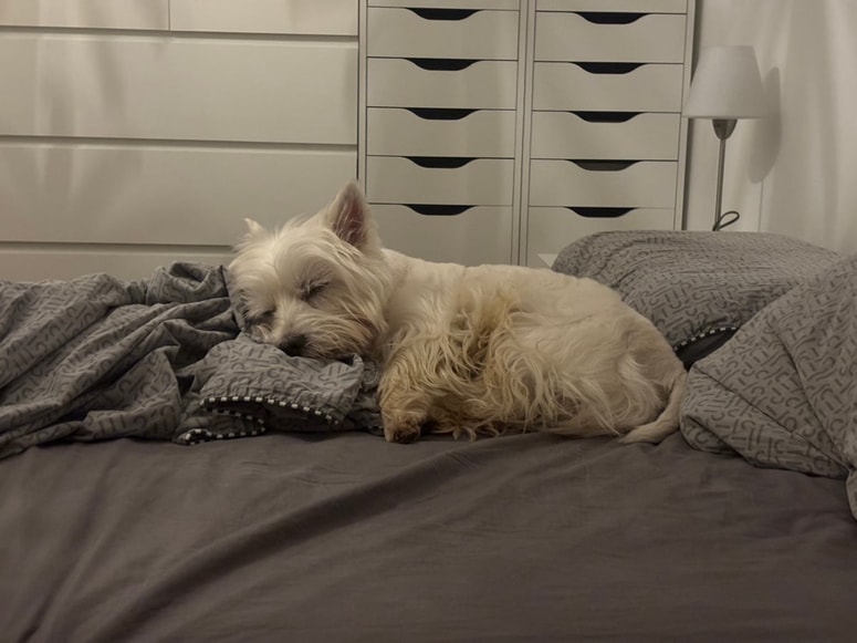 Zaposleni lahko izkoristijo do tri dni dopusta letno, če predložijo veterinarsko potrdilo, ki potrjuje nujnost oskrbe hišnega ljubljenca.