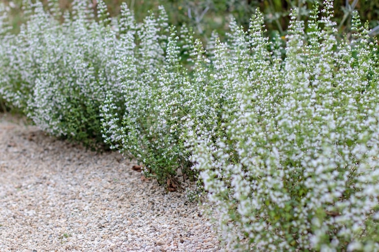 Pesek je lahko odlična zastirka, a za določen segment okrasnih rastlin tudi nujen v primeru težjih tal, ki jih pesek lahko naredi bolj zračne in primerne za rast tistih vrst, ki potrebujejo bolj suha in zračna tla. 