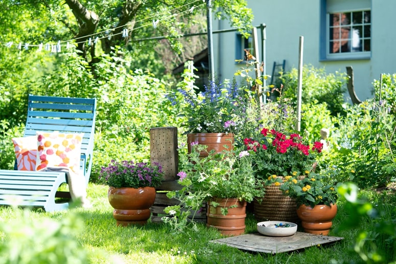 Glavna fotografija članka:Ustvarjalni naravni vrtovi s pelargonijami