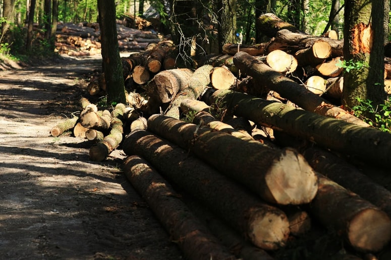 Januarja je število zaposlenih v lesni industriji (brez pohištva) padlo pod 8200, kar kaže na pritisk zaradi pomanjkanja surovine in novih naročil.