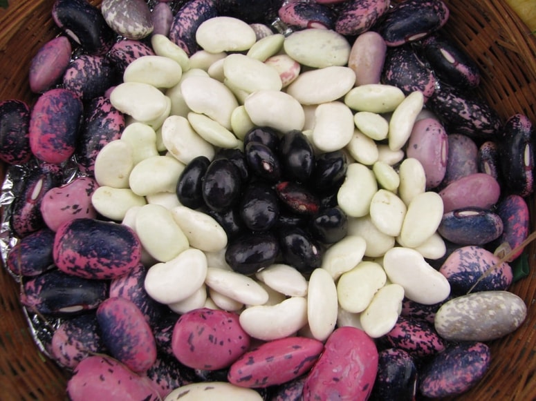 Seme je začetek življenja. 