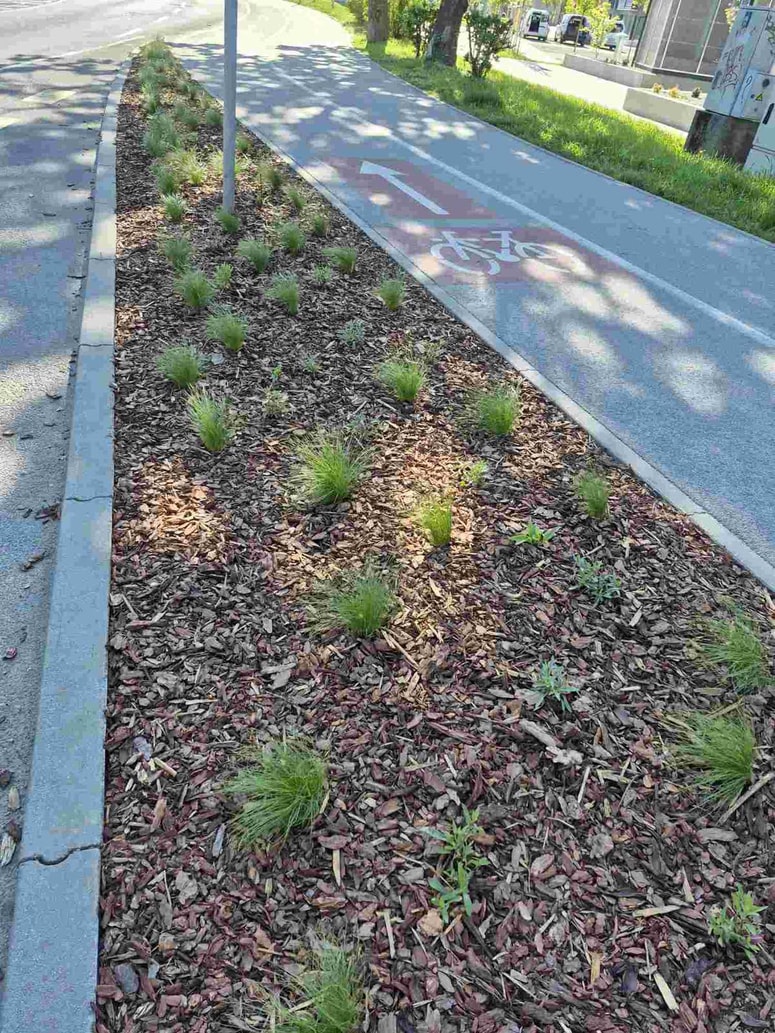 Glavna fotografija članka:(FOTO) Zasaditev v Čufarjevi ulici tarča vandalizma, izginilo okoli 30 sadik