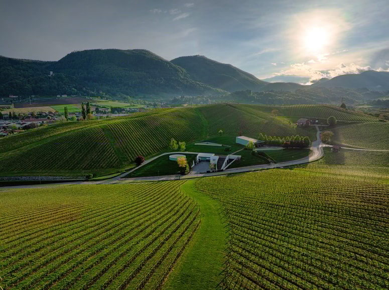 Ko pomlad prebudi škalske griče, svoj pravi značaj pokažejo vinogradi, ki že stoletja oblikujejo identiteto kraja. Na Zlatem griču se zgodba začne, še preden se natoči prvi kozarec. 