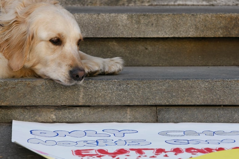 Čeprav večina psov v mraku vidi odlično, morate ostati pozorni na nenadne spremembe. 