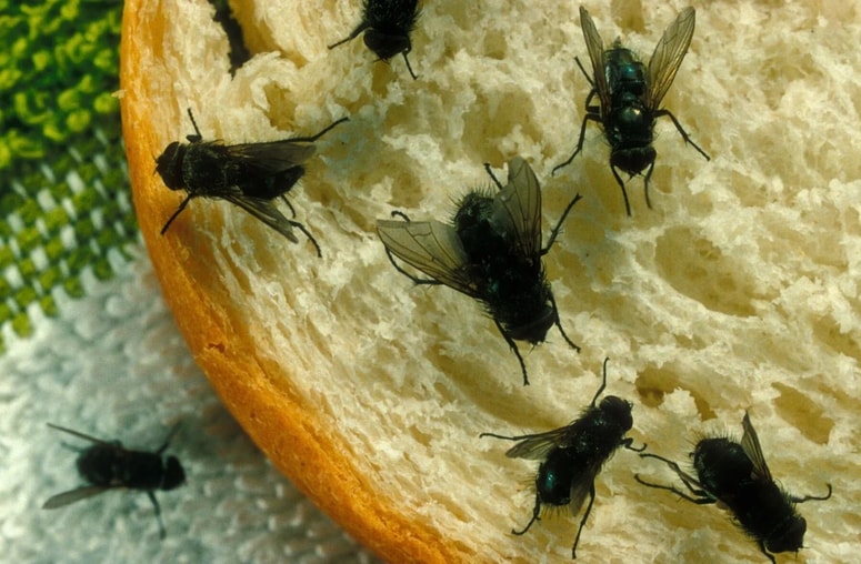 Če čiščenje ne zadostuje, strokovnjaki priporočajo uporabo preprostih domačih pasti.