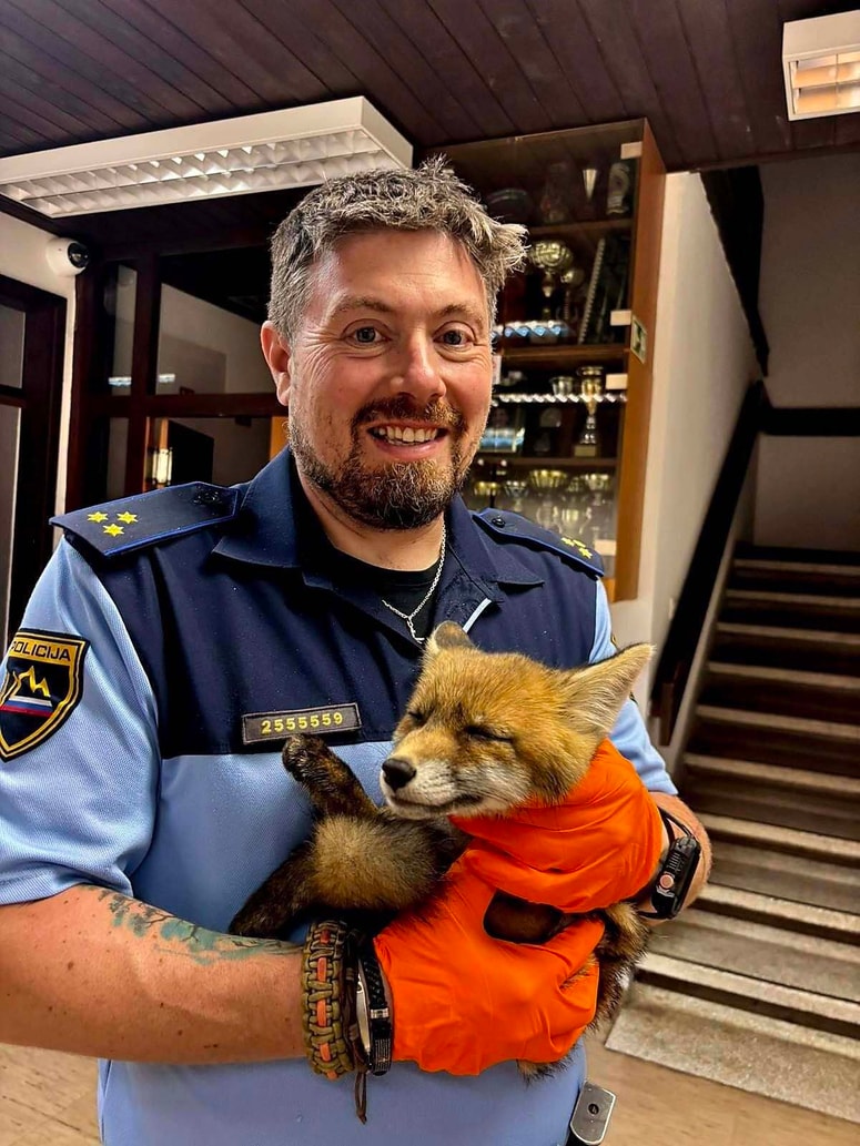 Glavna fotografija članka:Blejski policisti pomagali poškodovani lisički