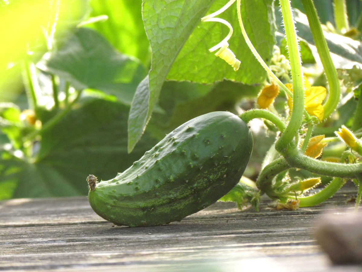 Plodovke, najpomembnejše prebivalke naših vrtov