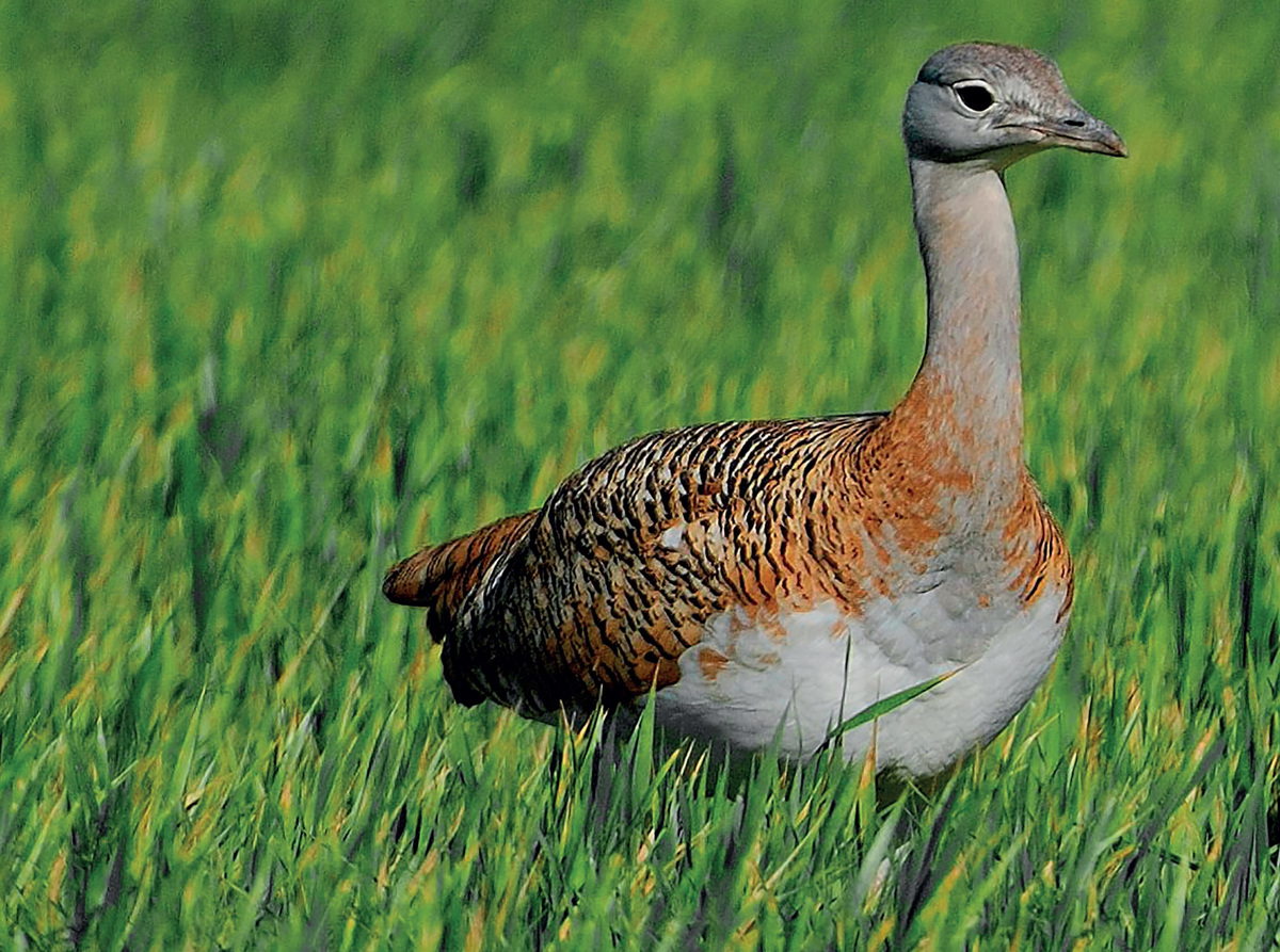 Vse za ljubezen - tudi strup!
