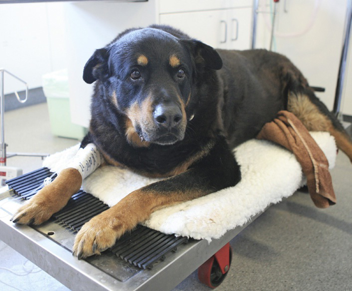 Imajo tudi živali krvne skupine?