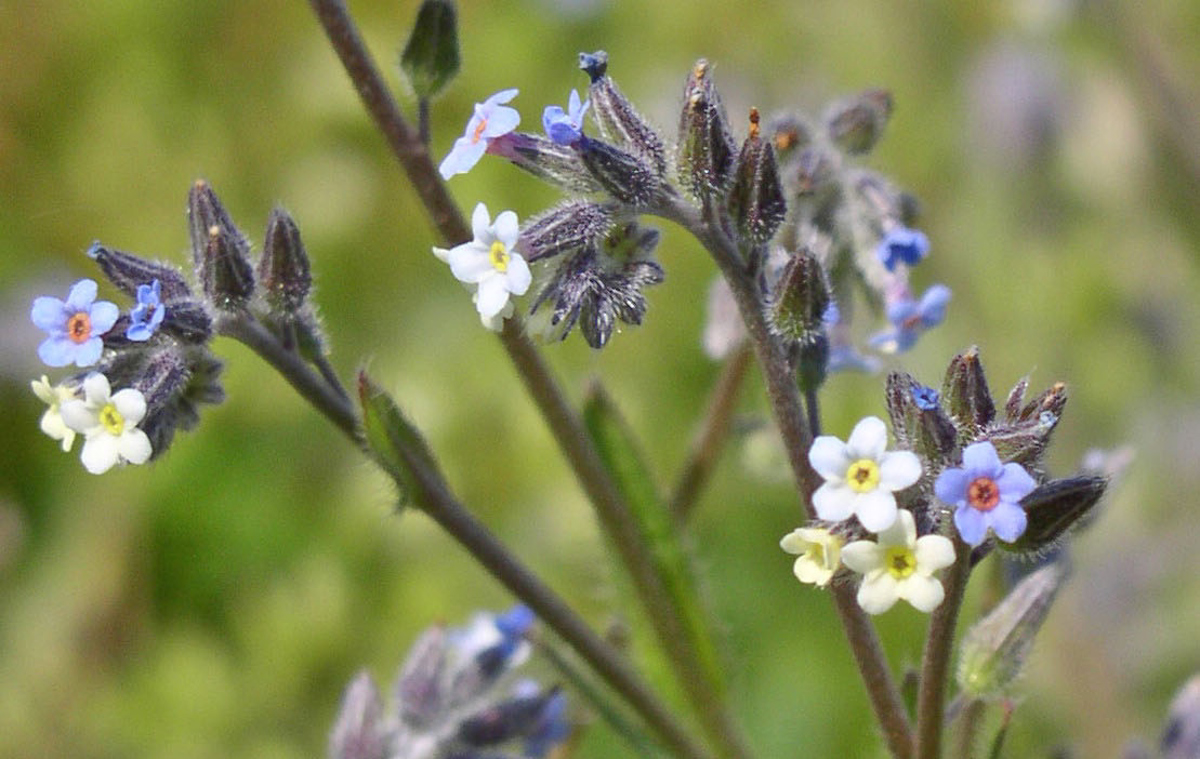 Cvetlica, ki je ne pozabiš nikoli
