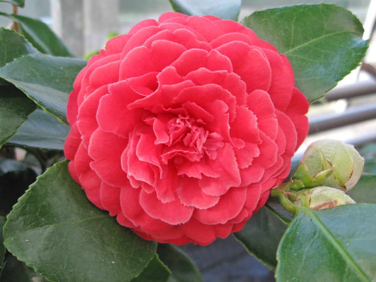 Pomladi cvetoče sobne lončnice