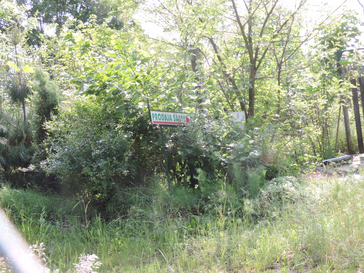 Nekoč uspešna drevesnica zdaj goščava. Jo bodo res rešili novinci v tem poslu?