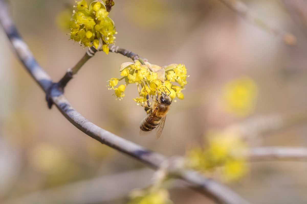 Posebno jagodičje in drugi užitni dragulji