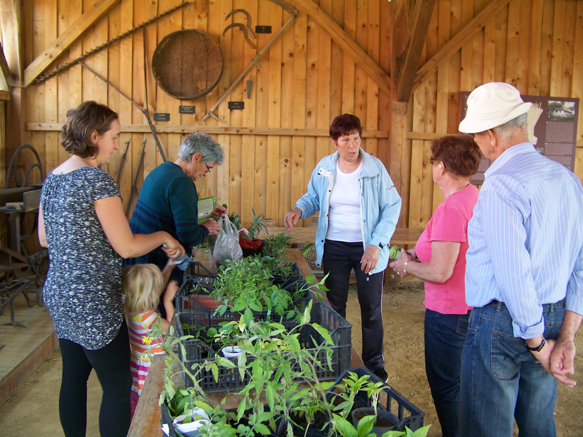 V Lipi so si izmenjevali sadike vrtnin