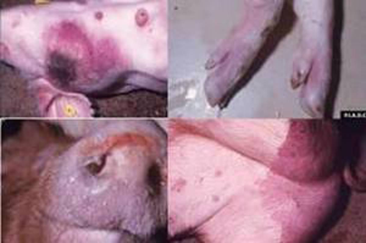 Prašičja kuga se bliža Sloveniji