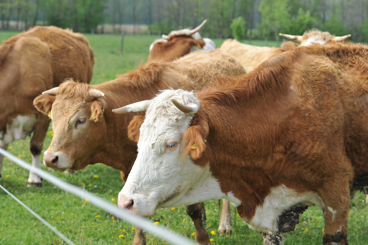 Država mladim kmetom zagotovi 45 tisoč evrov