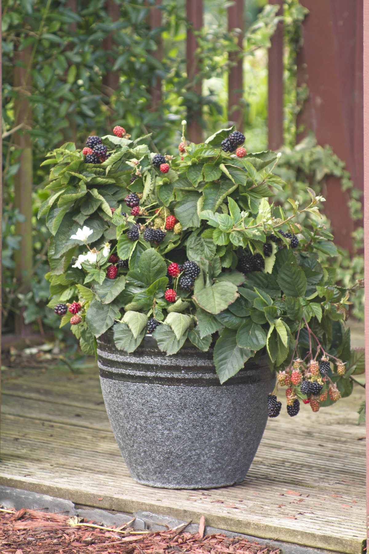 Jagodičaste in druge užitne posebnosti za gojenje v posodah