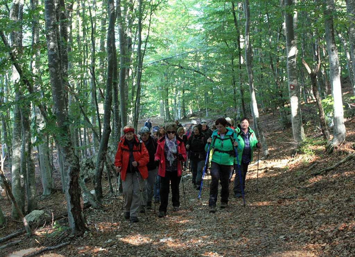 Zimzeleni na vetrovni Učki