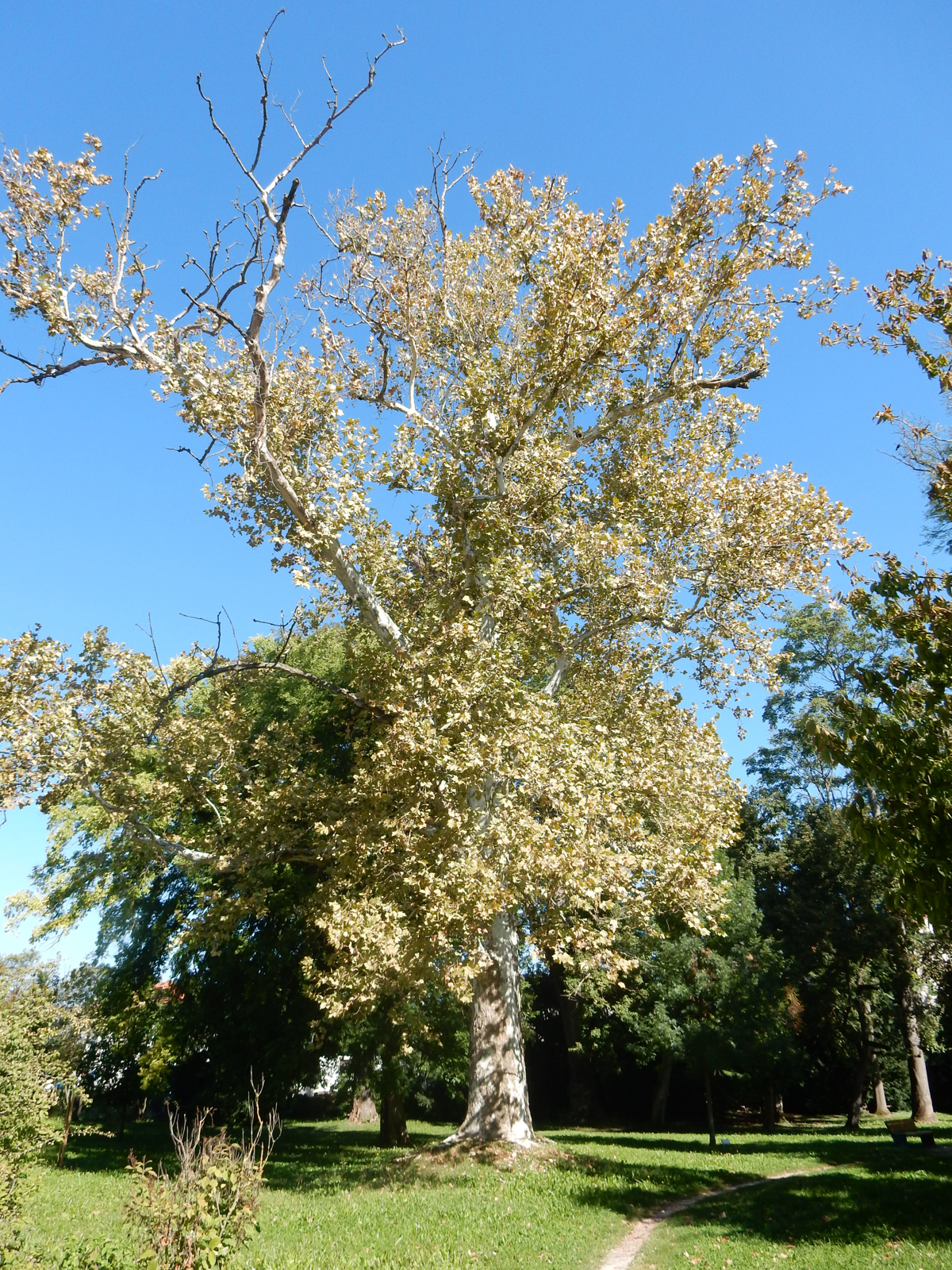 Obrezali bodo najstarejša drevesa