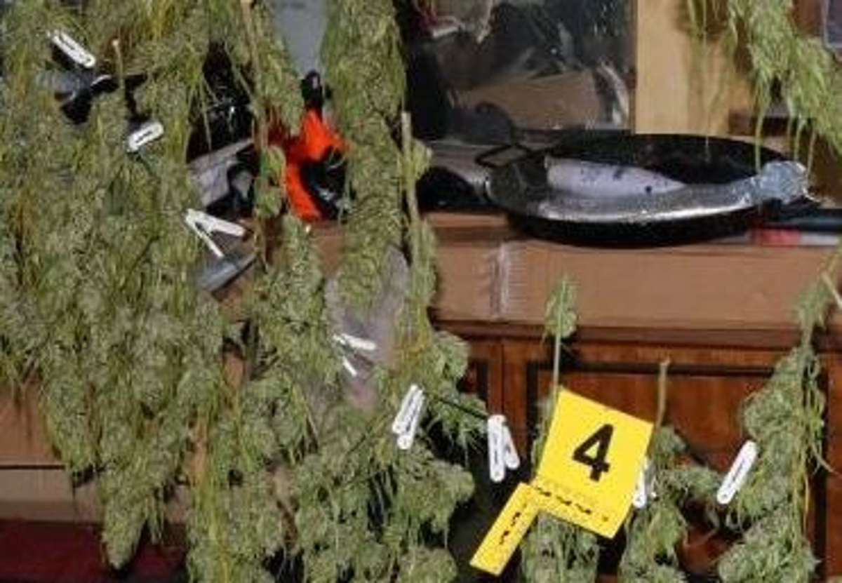 40-letnemu Goričancu zasegli večjo količino konoplje