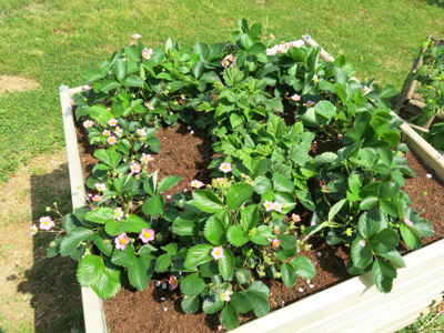 Jagodičasto sadje za najmanjše vrtičke