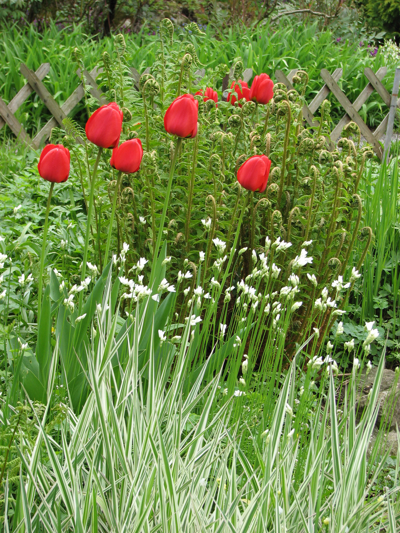 Kako pravilno posaditi tulipane in narcise?