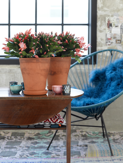 Gozdna kakteja, ki s cvetovi popestri decembrske dni
