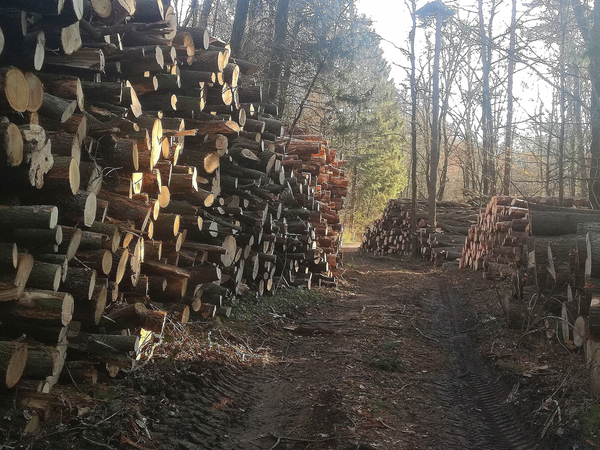 Miklavški gozd: Kjer so posekali, bodo pogozdili