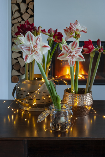 (FOTO) Kako lahko z lončnicami pričarate prvovrstno praznično vzdušje