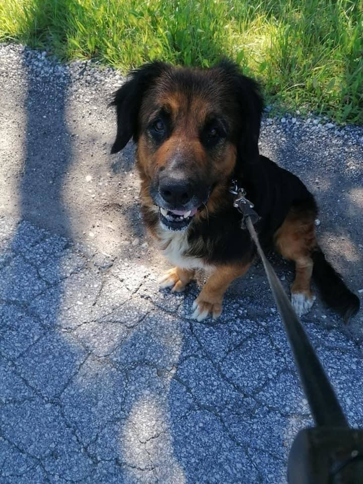 Zavetišče za živali Maribor: Devetletna Hajdi si zasluži ljubeč dom