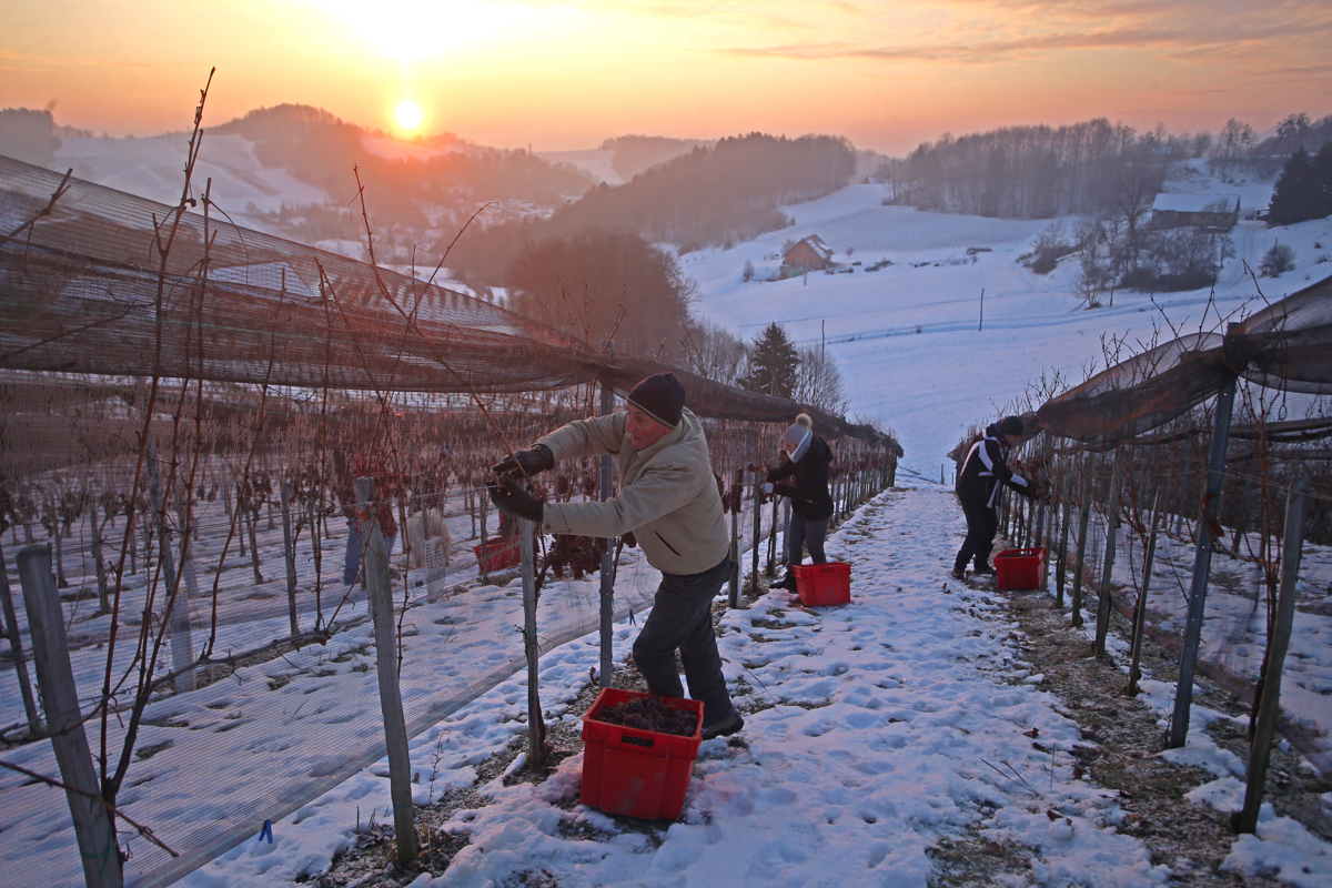 (FOTO) Sladko in gosto kot med. Tako je bilo na ledeni trgatvi v Svečini