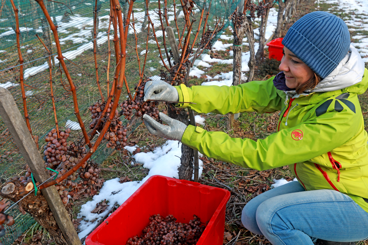 (FOTO) Posebna trgatev na Meranovem na rojstni dan začetnika sodobnega vinogradništva na Štajerskem