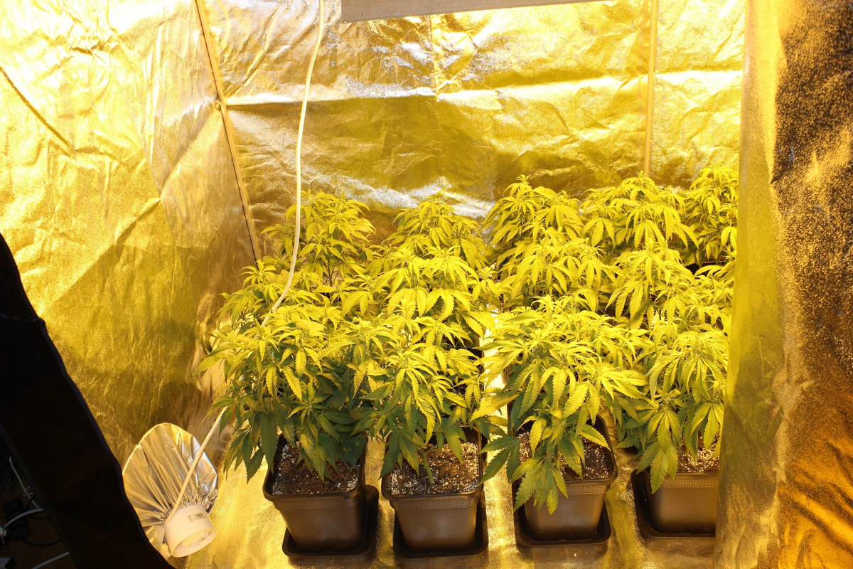 (FOTO) Na Pohorju, Dravskem polju, Kočevskem in v Mariboru so policisti zasegli skoraj 900 sadik konoplje