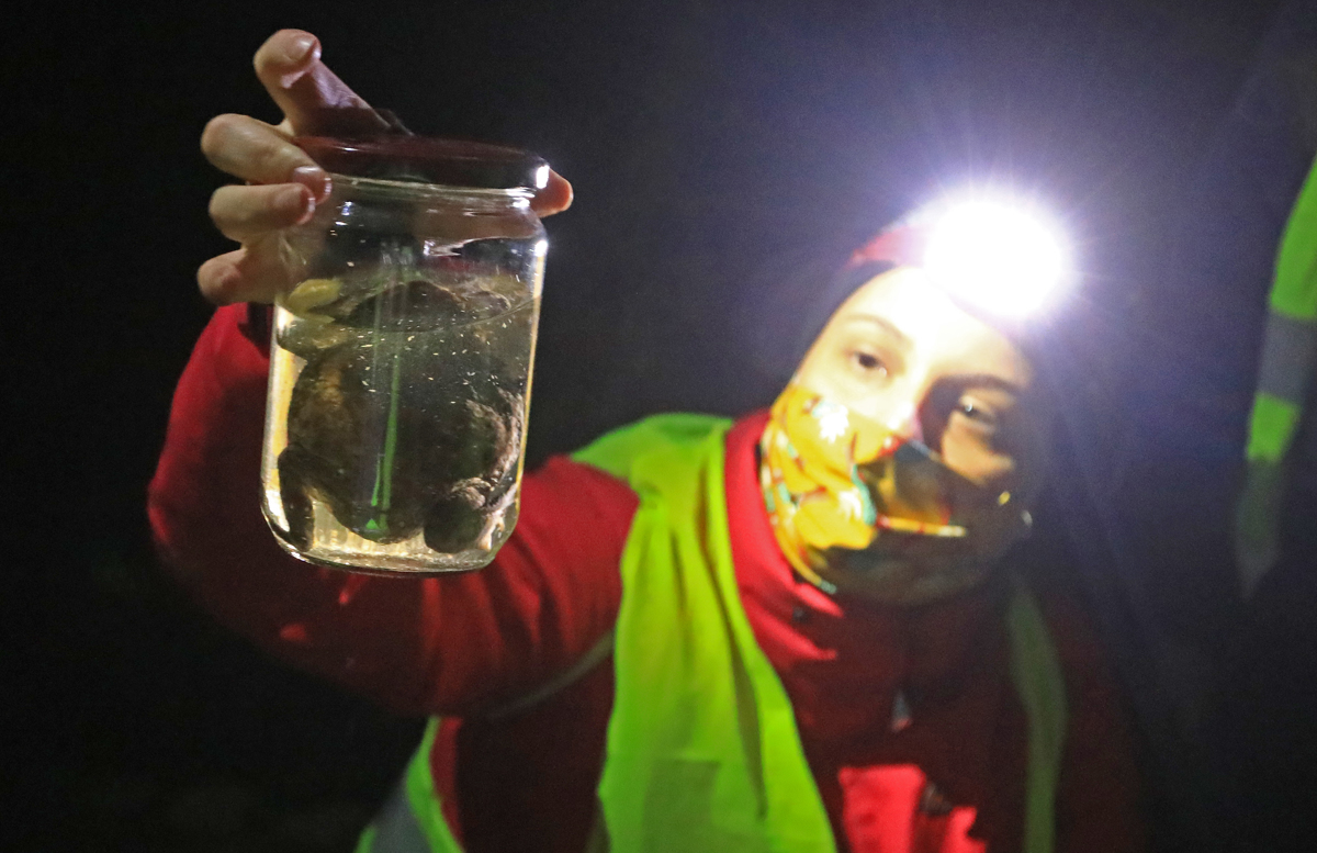 Mraz upočasnil selitve žab v mariborske ribnike