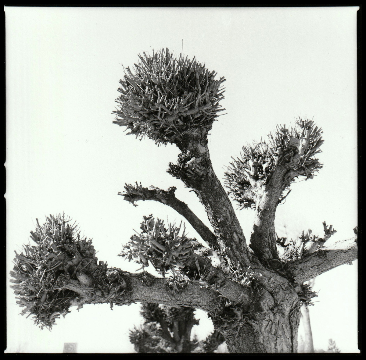 Petnajsterica analognih alkimistov