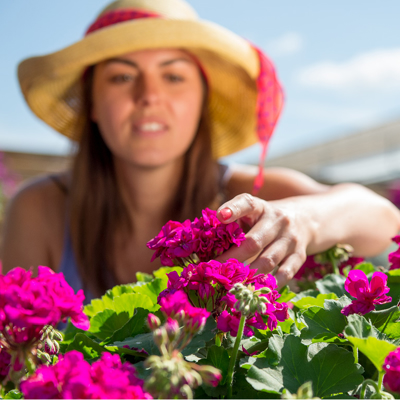 (FOTO) Pelargonija Calliope je muza vrtnarjev. Pa veste, zakaj?