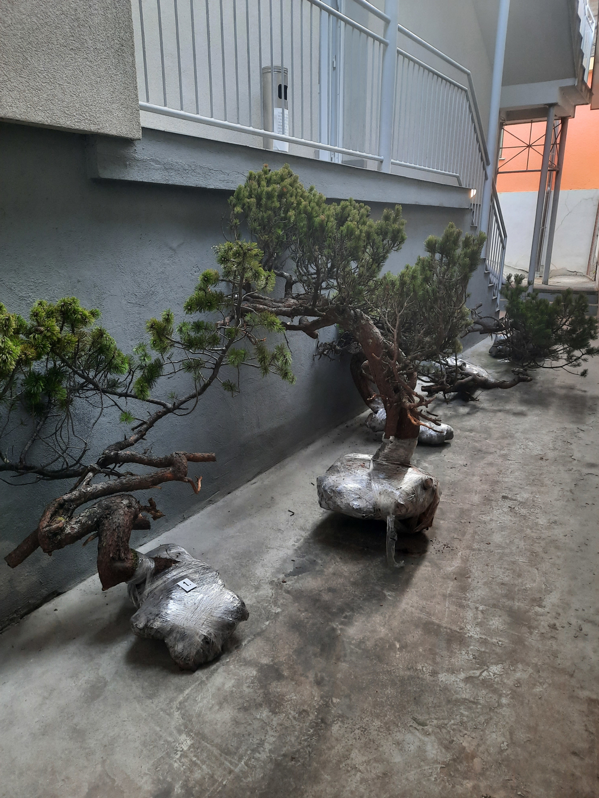 (FOTO) Na območju Lovrenških jezer kradla pritlikave bore