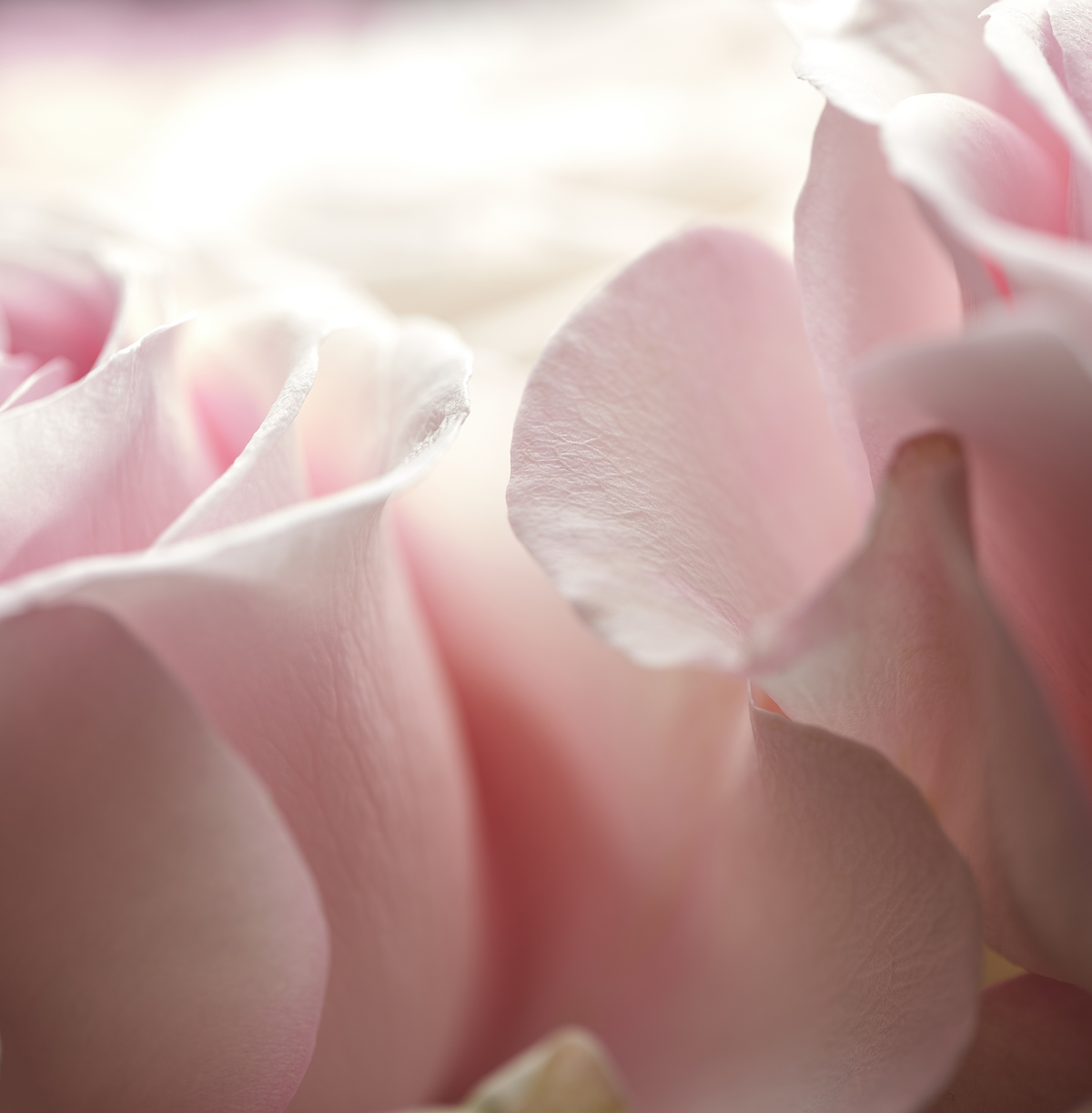 Zacvetel bo digitalni Arboretum