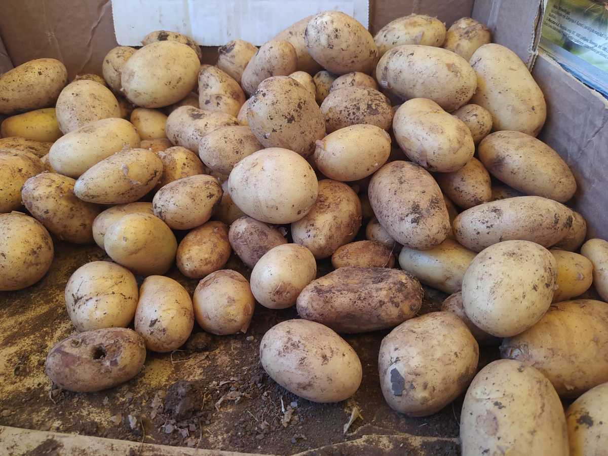 Mariborska tržnica: Koliko stane zgodnji krompir